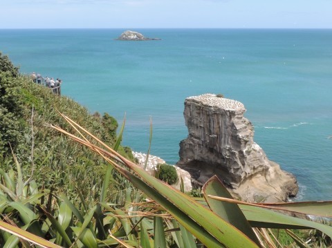 Muriwai Gannet Colony_b0103583_12175544.jpg