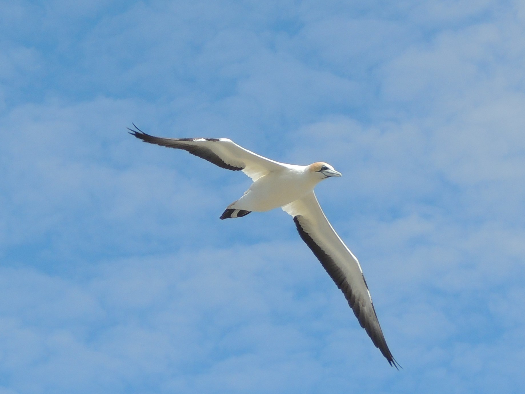 Muriwai Gannet Colony_b0103583_12224372.jpg