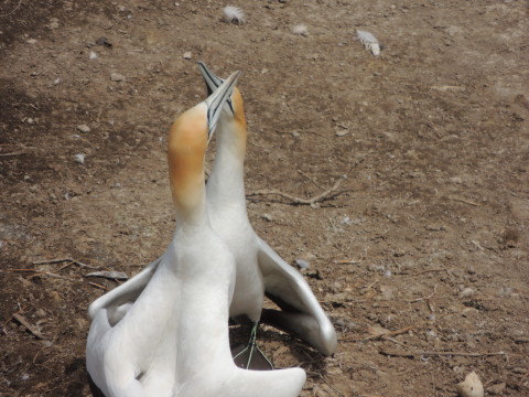 Muriwai Gannet Colony_b0103583_12242247.jpg