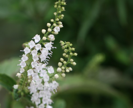 秋のシソ科の花たち　アキチョウジ・アキギリ・ミカエリソウ_c0144185_134492.jpg