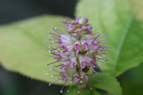 秋のシソ科の花たち　アキチョウジ・アキギリ・ミカエリソウ_c0144185_13553055.jpg