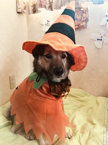 ハロウィン！_c0337990_09545587.jpg