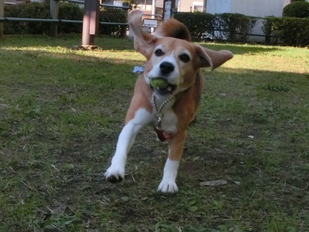 a0319693_7572690.jpg