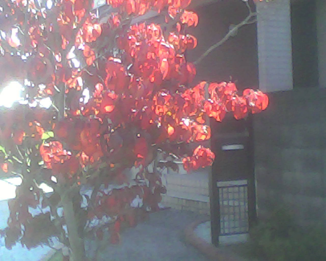 a0335493_21443372.jpg