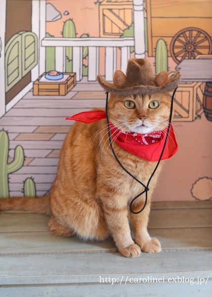 今年のハロウィンは、ねこあつめ　　Handmade Cat Costume- Nekoatsume_d0025294_12375789.jpg