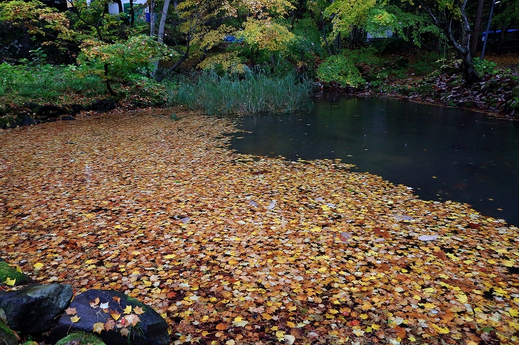 池上の絨毯_f0368904_7403976.jpg