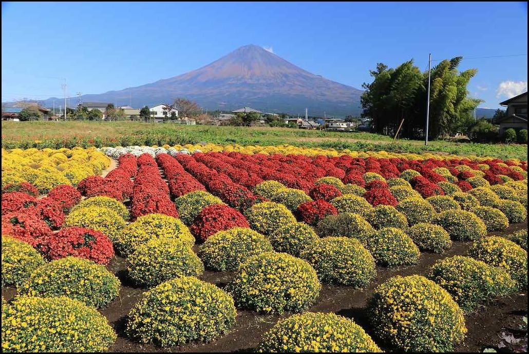 ボサ菊で富士山アート_a0188405_17194041.jpg