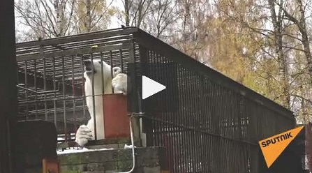 エストニア・タリン動物園のノラのハロウィン ～ 生まれ故郷での最後のハロウィン_a0151913_0165393.jpg