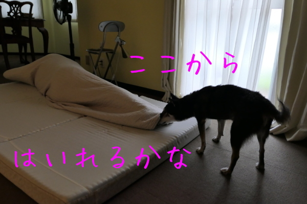 f0369014_13271408.jpg