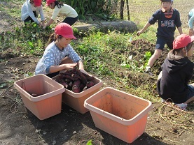 １１月１日　４年生芋掘り_e0104122_17411346.jpg