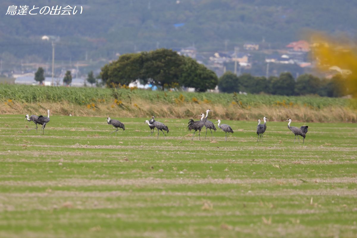 ナベヅル他・・・Hooded Crane etc_e0139623_19103138.jpg