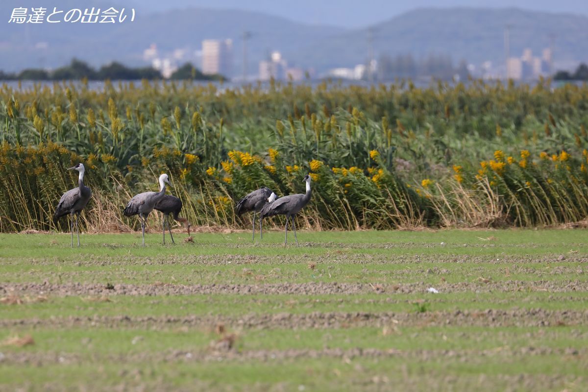 ナベヅル他・・・Hooded Crane etc_e0139623_19110845.jpg