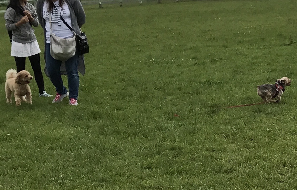 d0161525_10525002.jpg
