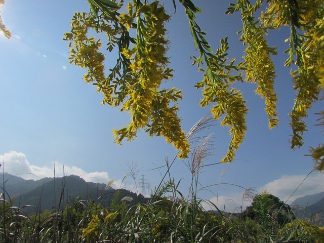 e0321325_16252868.jpg