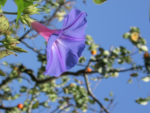 e0321325_16274074.jpg