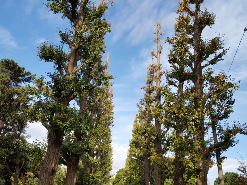 e0016828_10325620.jpg
