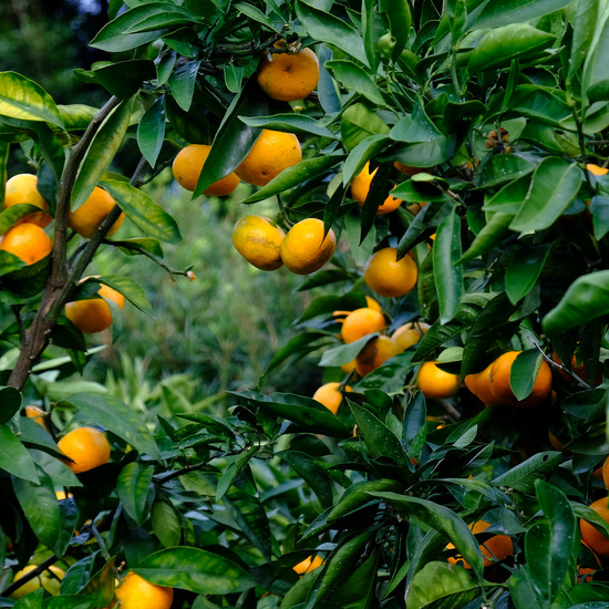 「南房総オレンジ村でレモン、館山でいちじく収穫体験！」_a0000029_21393996.jpg