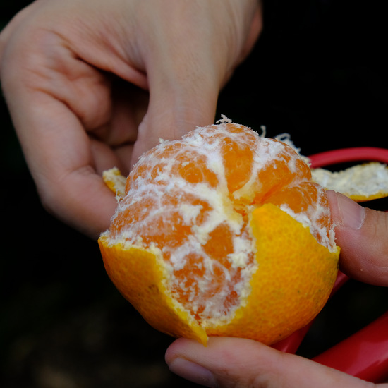 「南房総オレンジ村でレモン、館山でいちじく収穫体験！」_a0000029_2141729.jpg