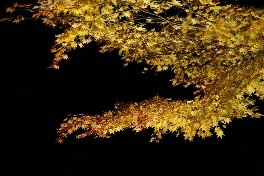 台風置き土産焼却と紅葉ライトアップ_c0111229_18324431.jpg