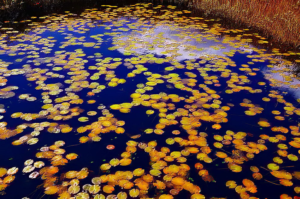 草木は季節の風景を想う_a0287533_21490869.jpg