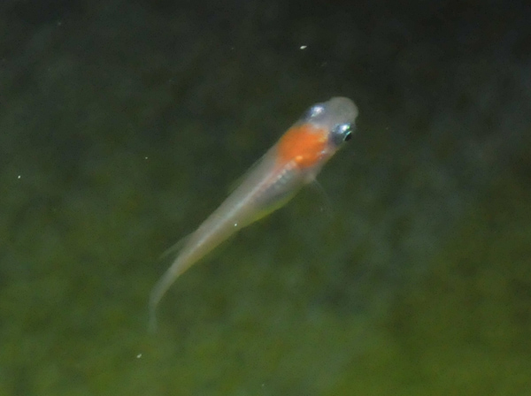 e0097534_16292716.jpg
