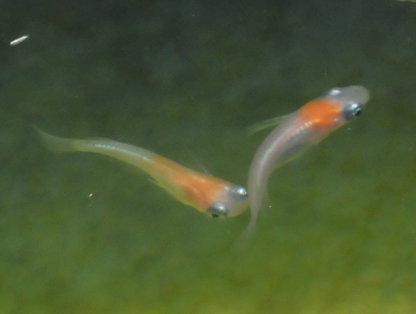 e0097534_162953.jpg