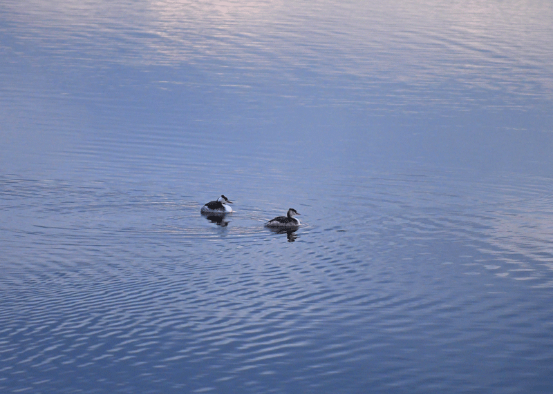d0290240_14120579.gif