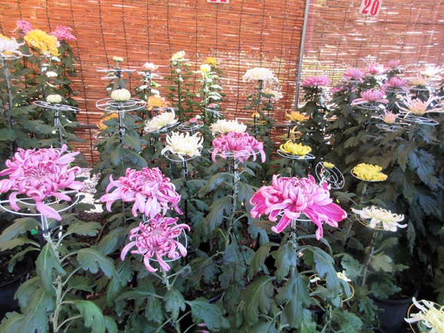 【菊人形・菊花展開催中の岐阜公園を散策する】_b0009849_1012519.jpg