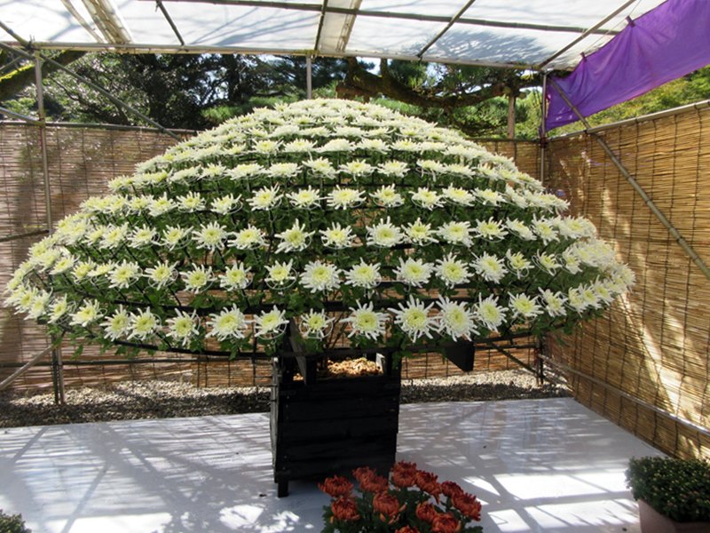 【菊人形・菊花展開催中の岐阜公園を散策する】_b0009849_10141624.jpg