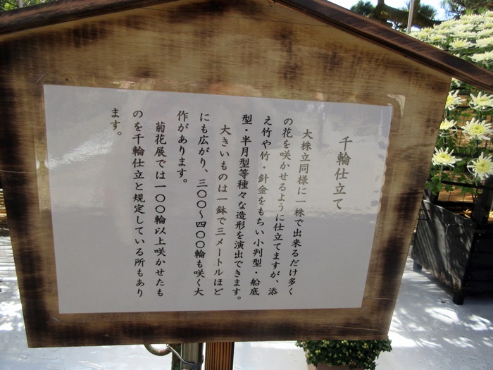 【菊人形・菊花展開催中の岐阜公園を散策する】_b0009849_10142619.jpg