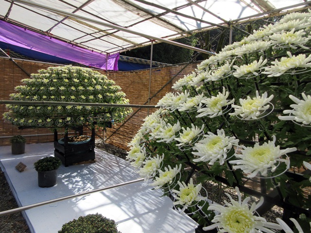 【菊人形・菊花展開催中の岐阜公園を散策する】_b0009849_10151953.jpg