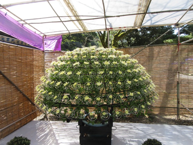 【菊人形・菊花展開催中の岐阜公園を散策する】_b0009849_10152837.jpg