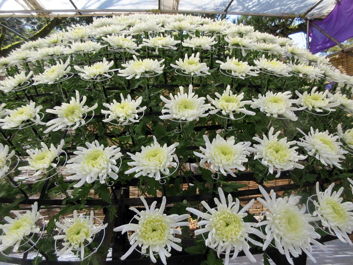 【菊人形・菊花展開催中の岐阜公園を散策する】_b0009849_1015560.jpg