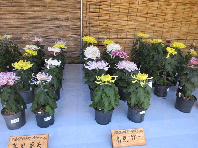 【菊人形・菊花展開催中の岐阜公園を散策する】_b0009849_10164072.jpg