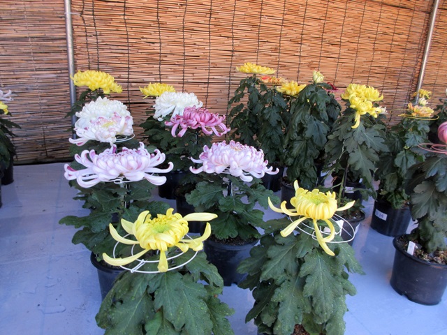 【菊人形・菊花展開催中の岐阜公園を散策する】_b0009849_10171628.jpg