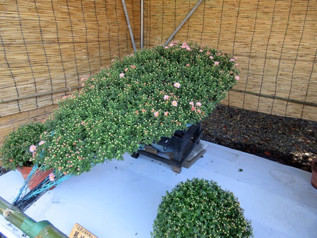 【菊人形・菊花展開催中の岐阜公園を散策する】_b0009849_10174012.jpg