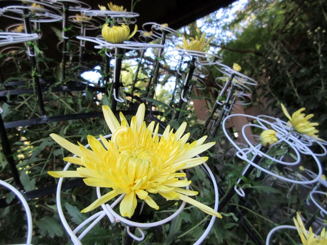 【菊人形・菊花展開催中の岐阜公園を散策する】_b0009849_10182096.jpg