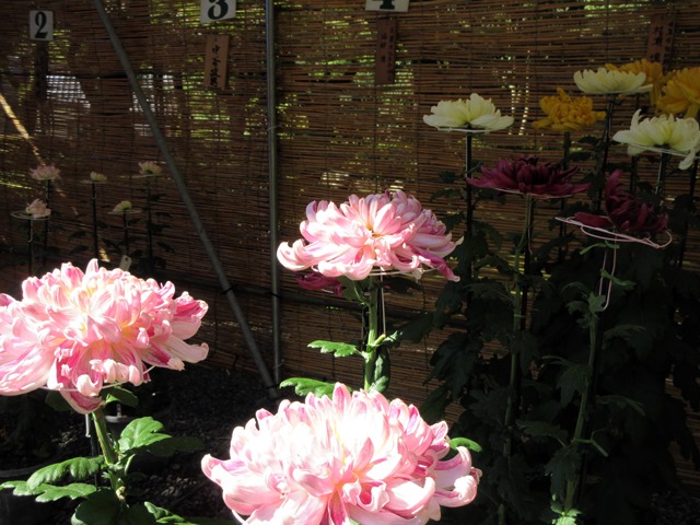 【菊人形・菊花展開催中の岐阜公園を散策する】_b0009849_101944100.jpg