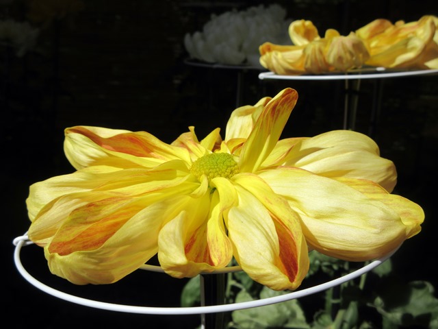 【菊人形・菊花展開催中の岐阜公園を散策する】_b0009849_10195125.jpg