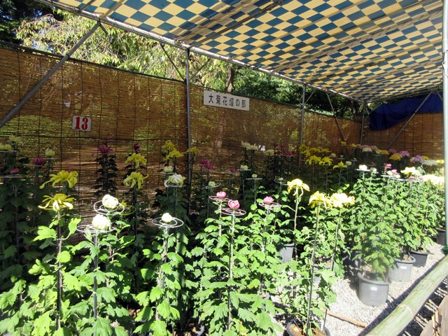 【菊人形・菊花展開催中の岐阜公園を散策する】_b0009849_10245560.jpg