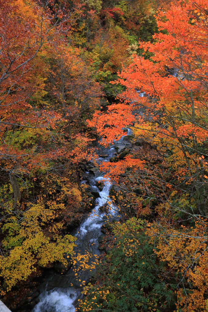 思いがけず最盛期の紅葉に遭遇 八幡平から乳頭温泉へ ちゅらかじとがちまやぁ