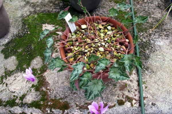 c0147952_23011544.jpg