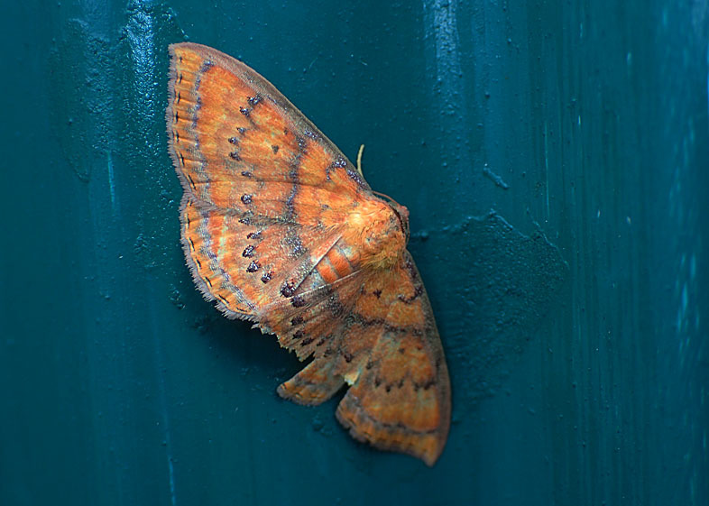 d0146854_20172086.jpg