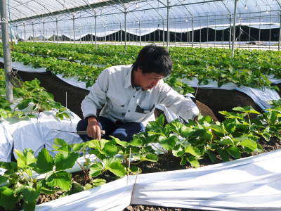 熊本イチゴ『熊紅(ゆうべに)』 定植後のマルチ張りと花咲く様子(前編:熊紅は外なりに育てます)_a0254656_16483988.jpg