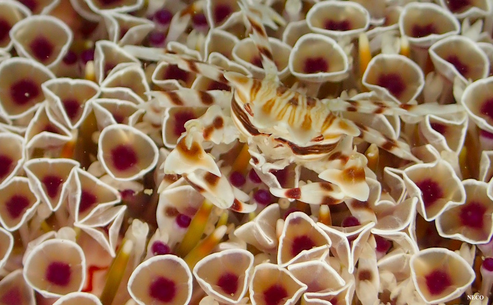 e0158261_7534937.jpg