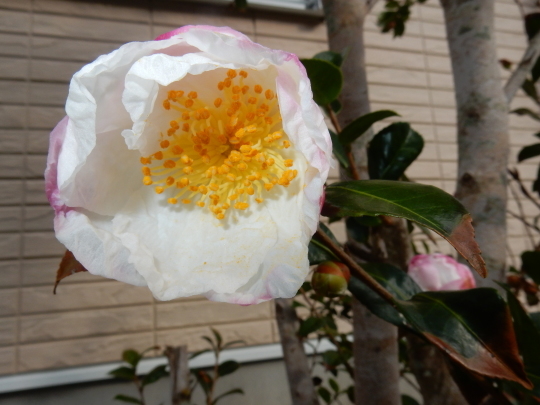 ’17,11,1(水)玉ねぎ植えの準備!_f0060461_09375696.jpg