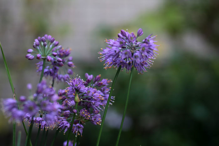 ラッキョの花＜庭の花＞_e0128863_21084064.jpg