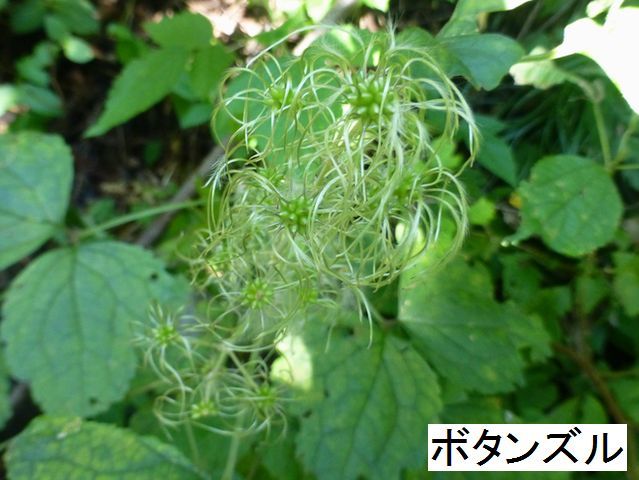 高尾山・１０月３０日_d0351575_15511185.jpg