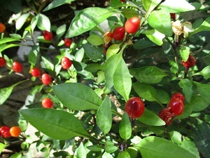 a0053480_07191277.jpg