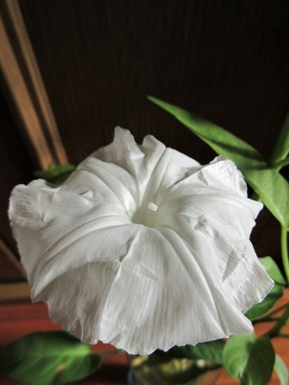 空芯菜の花 の んびり 空芯菜の花 の んびり
